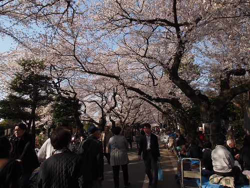 谷中霊園の桜
