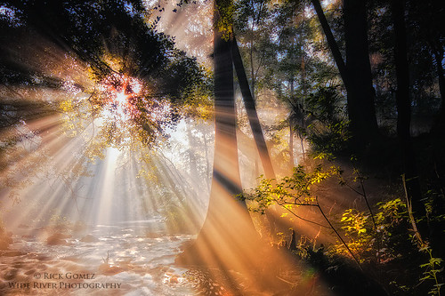 forest florida smoke lightbeams stateparks hillsboroughriver beamsoflight hillsbororiver rapidsinflorida