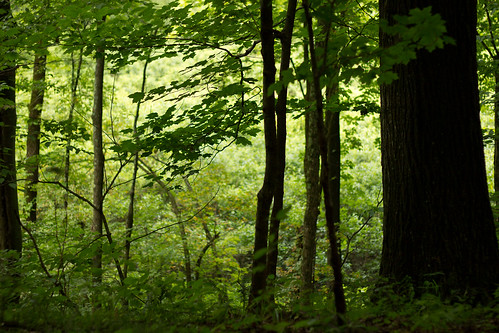 ohio summer tree landscape leaf outdoor environment gorge kingsley naturepreserve flowersplants blackhand swamidoss kswamidoss blackhandnaturepreserve