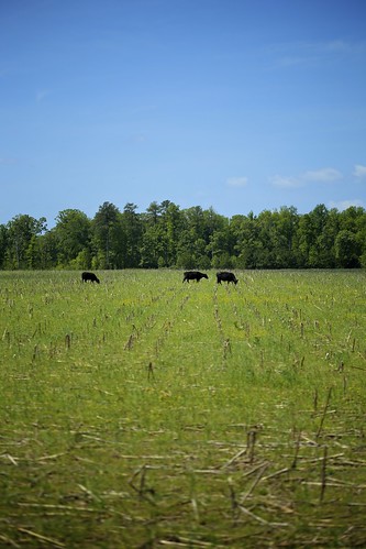black green field virginia cows va 5cardflickr