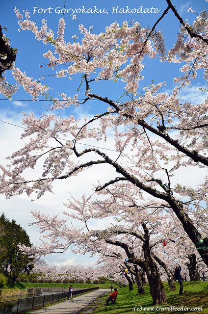 Cherry_Blossom_at_Fort Goryokaku47