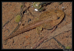 Têtard de grenouille rousse (Rana temporaria)