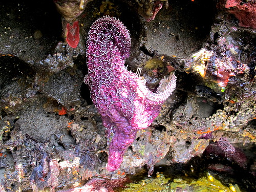 Sea star with (likely) wasting syndrome