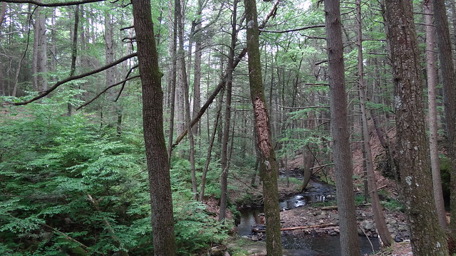 Stokes State Forest landscape