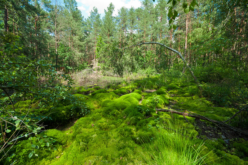Swamp forest / Болото в лесу