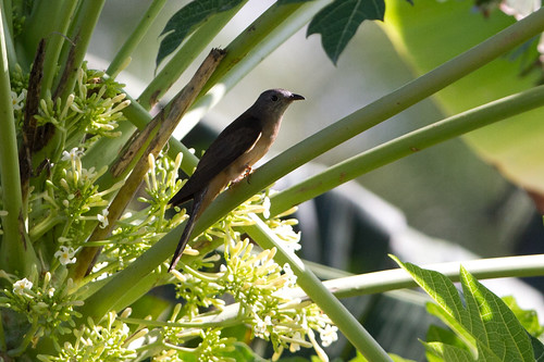 birds indonesia halmahera cuckoos