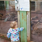 Watching the Meerkats at Dartmoor Zoo