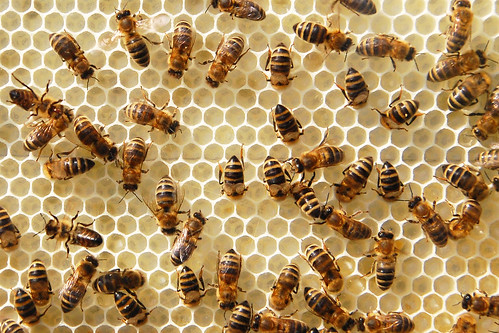 Bienen Imkerei Wachs Wachsproduktion Wabe Waben Honigwabe Wachswabe Brigitte Stolle Imkerin