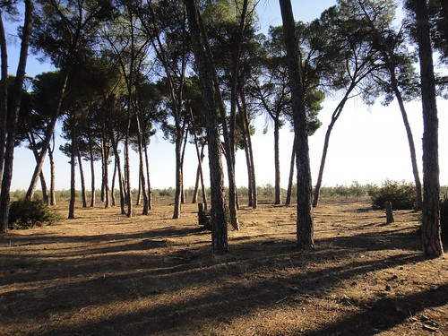trees santiago pine walking sevilla spain europe camino andalusia pilgrimage longdistancewalking víaaugusta