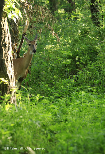 trees green nature grass animal canon outdoors woods wildlife country doe deer kansas whitetail cpimages