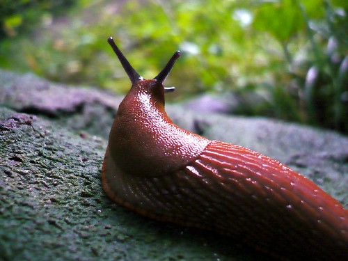 macro animal ds slug therestaurantattheendoftheuniverse vogonpoetry