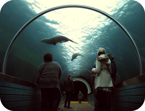 water canon zoo under tunnel powershot explore sealion colchester s95