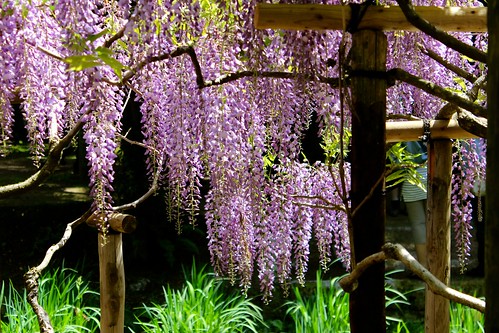 奈良：万葉植物園（2014.5.4）