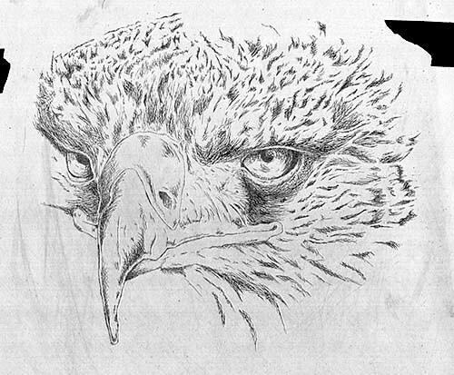 eagle in progress