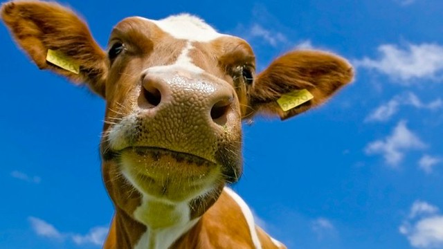 vaca-diarioecologia.jpg