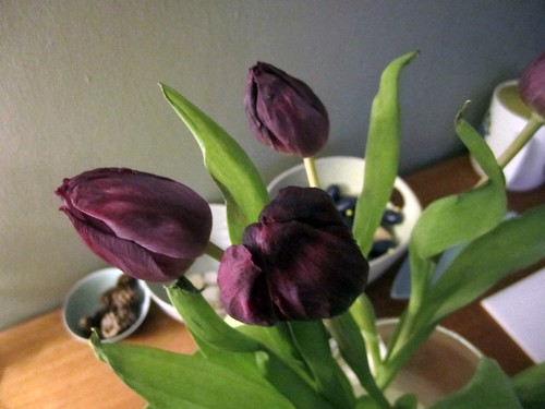 Dead Tulips