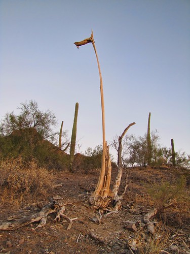 thanksgiving arizona skeleton seahorse saguaro decayed picachopeak picacho horsie saguarocactus picachopeakstatepark 7days6nights 7days6nightsvw
