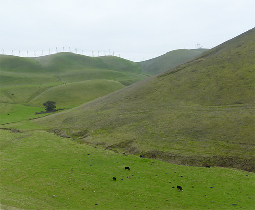 california ca winter green windmill grass horizontal landscape outside cow day unitedstates cows overcast windmills nopeople pasture livermore largeformat rollinghills altamontpass asaalanwgeorge