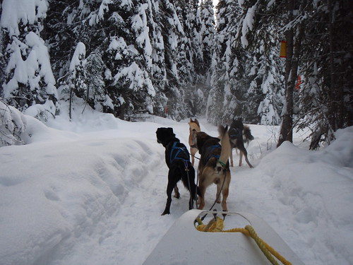 snow canada bc dogsledding sunpeaks dogsled britichcolumbia