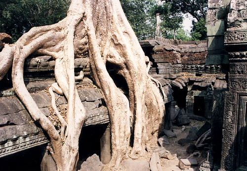 Kambodža – Ta Prohm v džungli