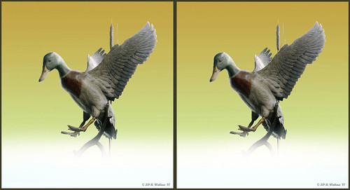 sculpture art nature photoshop manipulated effects duck stereoscopic 3d crosseye md framed wildlife brian maryland ps carving indoors stereo wallace inside stereopair waterfowl sidebyside easton stereoscopy realistic stereographic freeview crossview brianwallace xview stereoimage xeye stereopicture