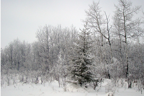 winter white canada frost december hoarfrost manitoba 2010 rorketon