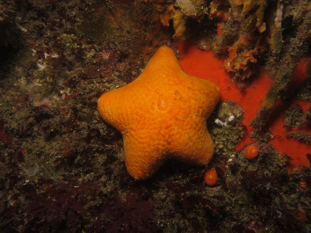 Brooding cushion star, Pteraster capensis