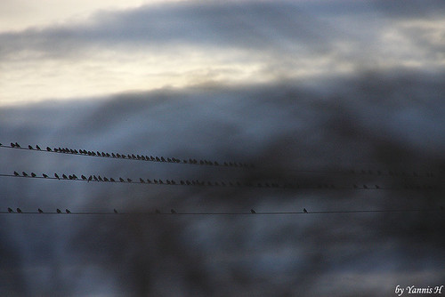 blue sunset birds wire bokeh greece dissolve ludias