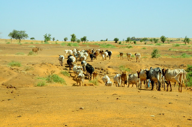 Ninigui Village - Yatenga (Burkina Faso)
