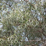 Acacia koa sickle phyllodes