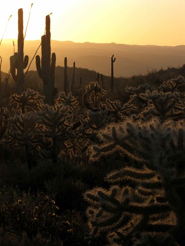 arizona usa mountains cacti landscapes desert unitedstatesofamerica sunsets gps 2010 saguarocactuscarnegieagigantea