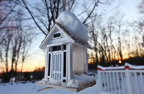 winter sunset house snow bird birds michigan seed clarkston