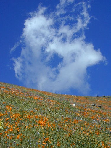 california poppies wildflowers tehachapi donutcloud