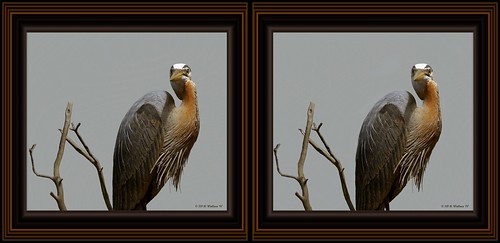 sculpture detail bird art heron nature stereoscopic stereogram 3d crosseye md gallery brian fine maryland carving indoors stereo wallace inside stereopair waterfowl sidebyside depth easton stereoscopy stereographic ewf freeview brianwallace xview stereoimage xeye stereopicture crosssview