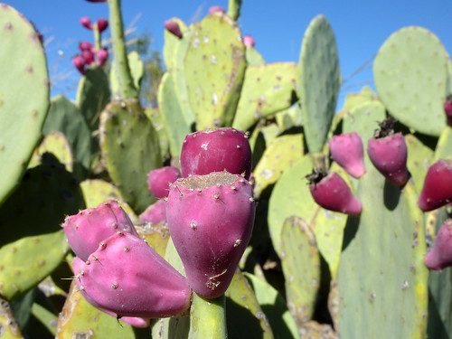 cactus usa plant newmexico opuntia pricklypear carlsbad livingdesertzoo topviewed livingdesertzooandgardensstatepark