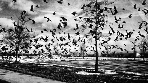 new ohio bw white snow black feeding pano highcontrast motorola albany alfred hitchcock crows blackbirds droid verizon discover droidx