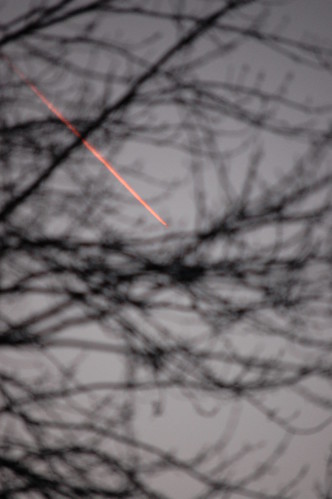 sunset sky orange tree plane streak branches limbs