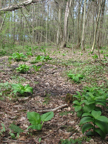 landscape habitat seep skunkcabbage westvirginiawhite pierisvirginiensis eriecountypennsylvania wpcphoto pnhpvoucher phnpvoucher f09woo10 unioncityhatchery