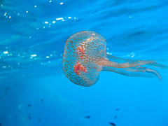 Medusa di Gozo