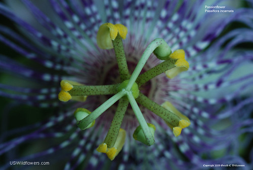 Purple Passionflower, Maypop - Passiflora incarnata