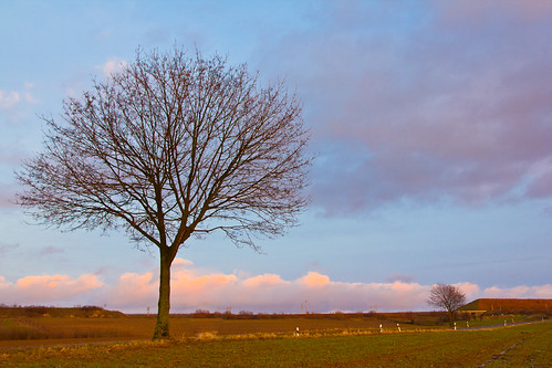 sunset sky plant tree landscape evening countryside sonnenuntergang himmel baum königswinter konigswinter canon60d stieldorferhohn ourdailychallenge