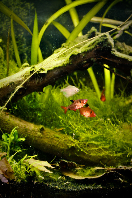 My aquarium  now featuring some low light aquarium plants