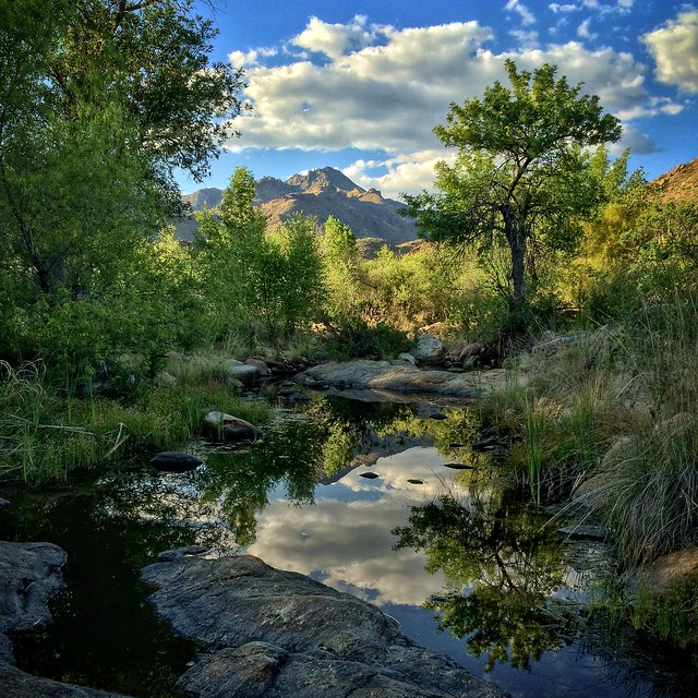 April, Sabino Creek...the desert is green... #Arizona #landscape #reflection #snapseed #spring #SabinoCreek #Tucson