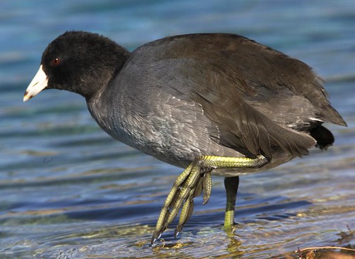 Birds of Southern Wisconsin: Week 1 Flashcards | Quizlet