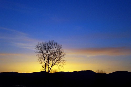 sunset tree oregon corvallis