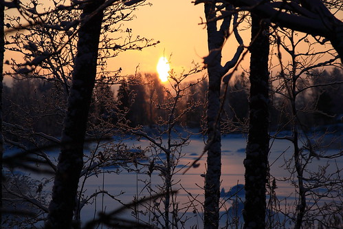 christmas xmas trees winter sun tree finland scenery december jul maisema 2010 joulu joulukuusi julgran joulukuu köklot