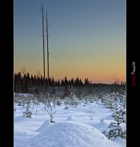 trees winter sunset sky sun snow cold field forest suomi finland landscape countryside afternoon freezing talvi lappeenranta