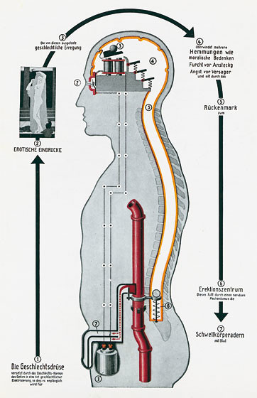 Erection – technical-schematic presentation of the male erection system (1937)