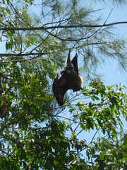 Flying foxes in Wingham 3
