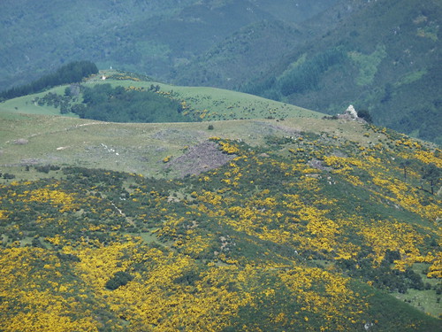 newzealand flowers hills hanmersprings dc:rightsholder=pauljmorris dc:creator=pauljmorris